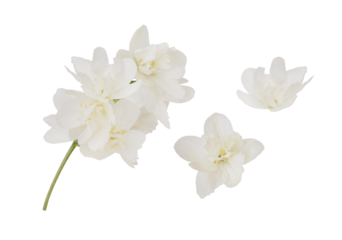 Set of jasmine flowers isolated on white or transparent background