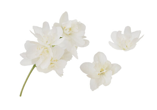 Jasmine Flowers Isolated White Images – Browse 67,129 Stock Photos