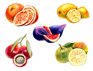 Set of sweet fruits. Painted with watercolors on paper