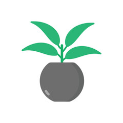 Chinese Evergreen vector icon