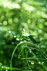 植物の水滴と玉ボケ