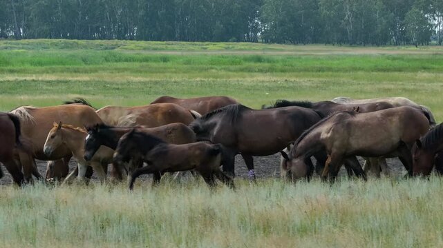 This stock video shows the processing of farmland using small aircraft. This video will decorate your projects related to agriculture and agronomy.
