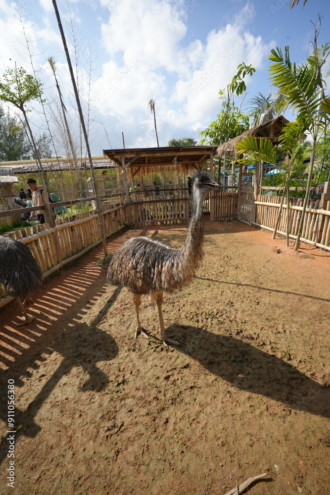 Wall mural The ostrich (Struthio camelus) is the world's largest bird, native to Africa. Known for its impressive size and inability to fly, the ostrich has evolved to become a fast runner|鸵鸟