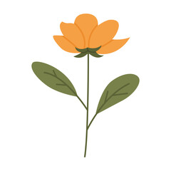Wild flower illustration