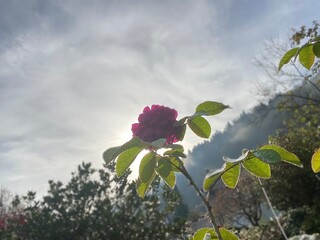 Aufbl&uuml;hende Rose und ihre Sch&ouml;nheit