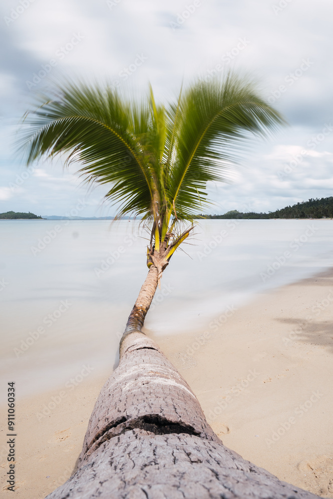 Poster palm on tropical beach