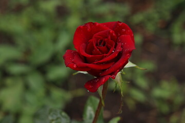red rose in garden