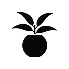 Chinese Evergreen vector icon