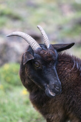 Picos de Europa (Asturias)