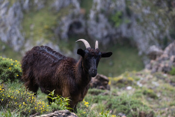 Picos de Europa (Asturias)