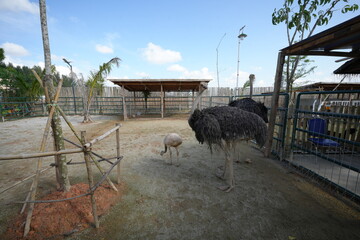 The ostrich (Struthio camelus) is the world's largest bird, native to Africa. Known for its impressive size and inability to fly, the ostrich has evolved to become a fast runner|鸵鸟