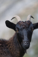 Picos de Europa (Asturias)