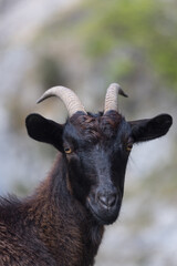 Picos de Europa (Asturias)