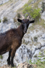 Picos de Europa (Asturias)