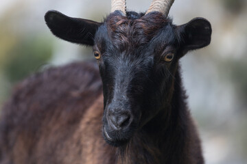 Picos de Europa (Asturias)