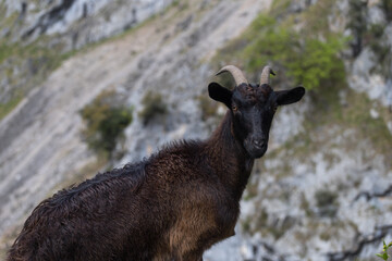 Picos de Europa (Asturias)