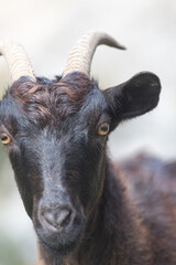 Fototapeta premium Picos de Europa (Asturias)