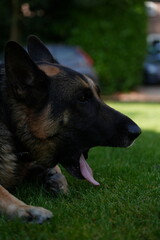 German shepherd yawning