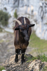 Picos de Europa (Asturias)