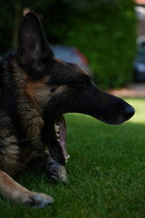 German shepherd yawning