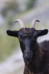 Picos de Europa (Asturias)