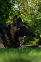 German shepherd yawning