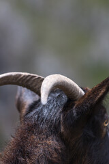 Obraz premium Picos de Europa (Asturias)