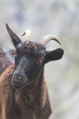 Picos de Europa (Asturias)