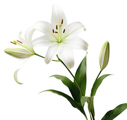 PNG Lily flower plant white.