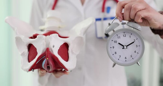 Model of female pelvis with clock in clinic