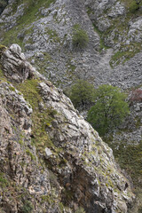 Picos de Europa (Asturias)