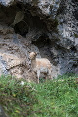 Picos de Europa (Asturias)