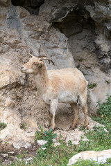 Picos de Europa (Asturias)