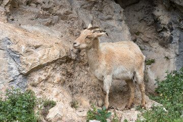 Picos de Europa (Asturias)