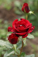 red rose in garden