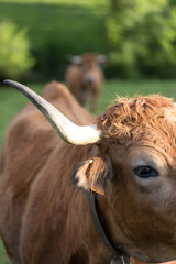 Picos de Europa (Asturias)