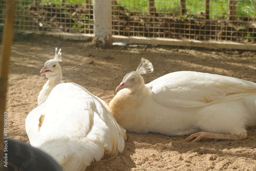 Sticker White peafowls are characterized by their entirely white feathers. Despite the lack of color, their plumage is iridescent and can shimmer in sunlight, giving them a stunning appearance.|白孔雀