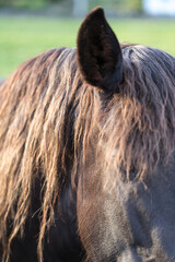 Picos de Europa (Asturias)