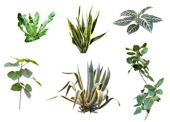 切り抜き透過素材セットー観葉植物2