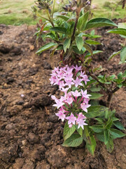 Small pink flowers blooming in garden, nature photography, natural gardening background, floral wallpaper 