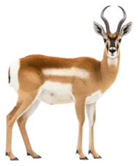  PNG Wildlife animal mammal taxidermy. © Rawpixel.com