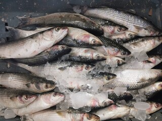 fishes and other animals from  the red sea