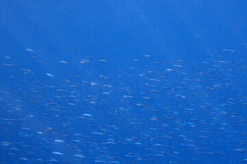 small fishes in the Red Sea Egypt