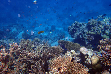 marine life in the Red Sea Egypt, hurghada