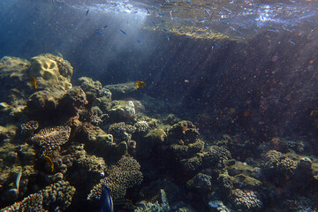 marine life in the Red Sea Egypt, hurghada