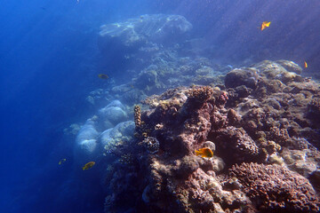 marine life in the Red Sea Egypt, hurghada