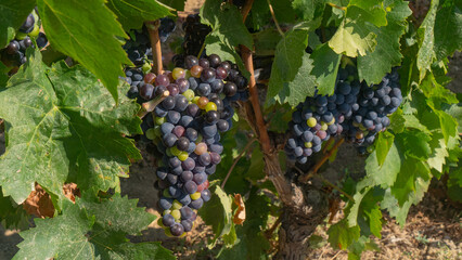 carignano cannonau and vermentino grapes ready for harvest