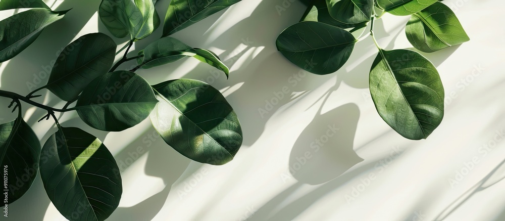 Poster Fresh green leaves creatively arranged on a white background under sunlight casting shadows embodying a minimal summer exotic vibe with copy space image