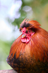 Close up portrait of rooster in garden
