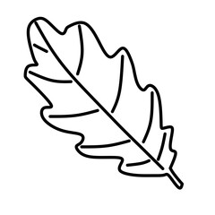 illustration of a leaf in transparent png 